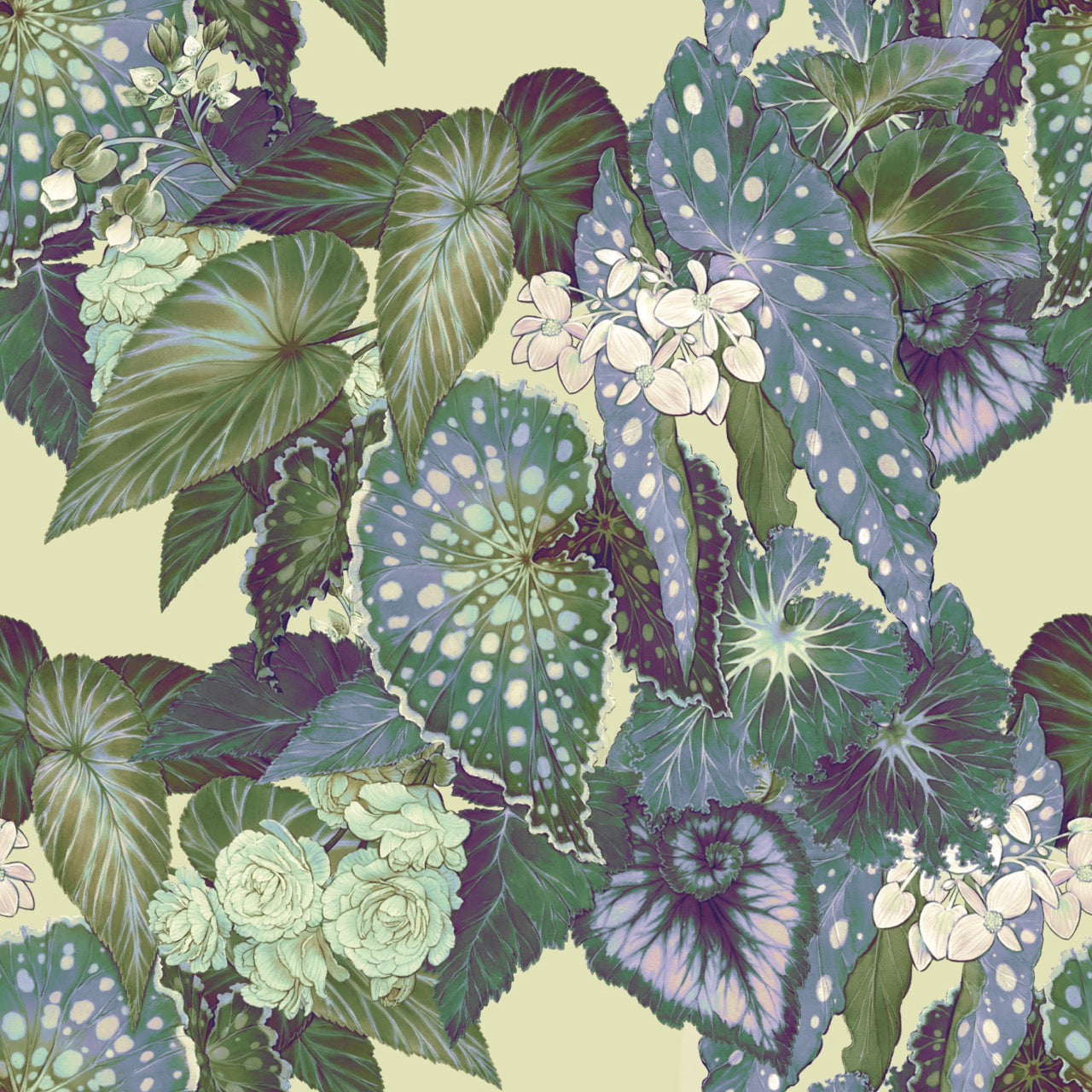 Begonia – Lemon Wallpaper