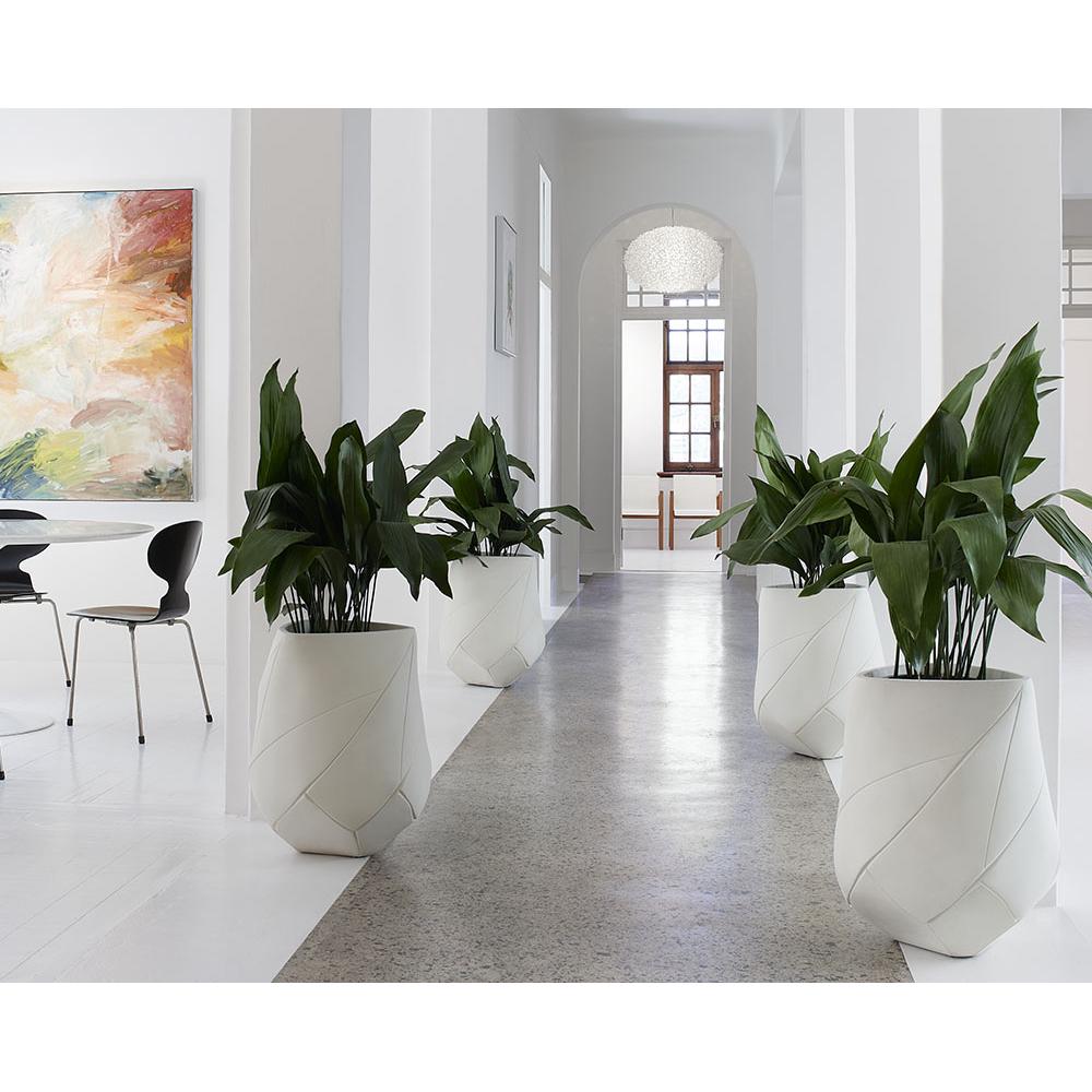 b1563a78ec59337587f6ab6397699afc%2FBhaca XS Insitu 5.jpg