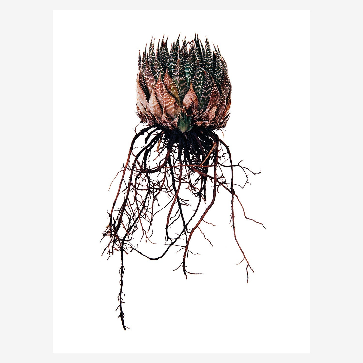 b1563a78ec59337587f6ab6397699afc%2FCB WP 07 Aristata.jpg