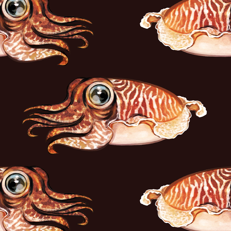 Cuttlefish – Maroon Wallpaper