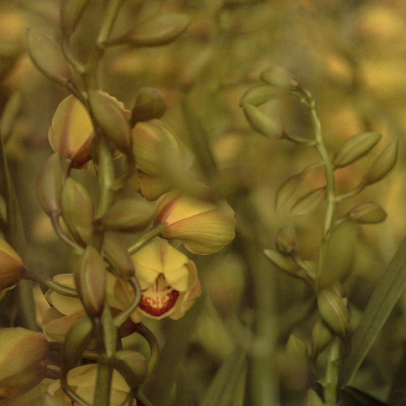 Golden_orchid.jpg