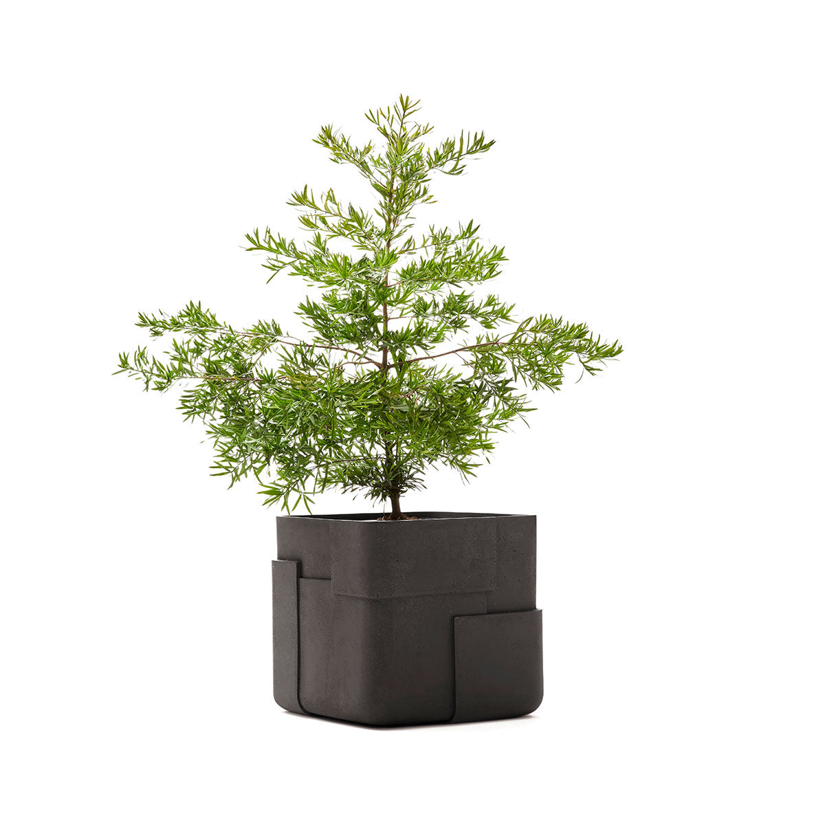 Aarde planter