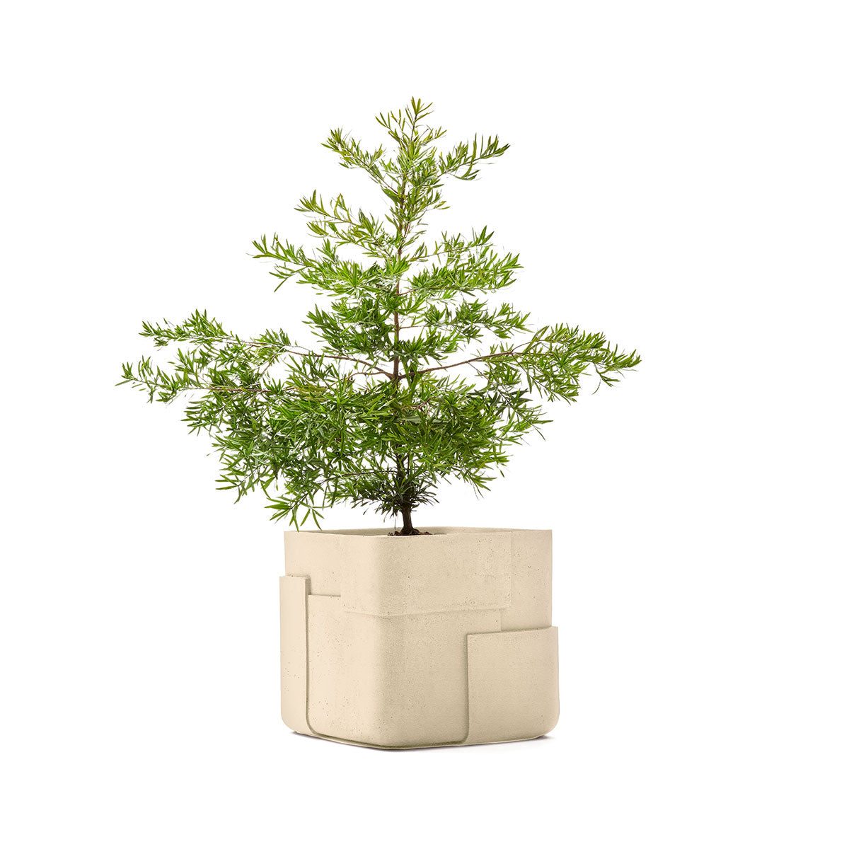 Aarde planter