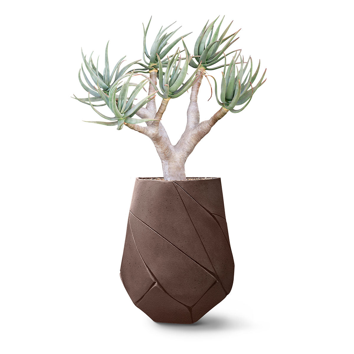 Bhaca Planter