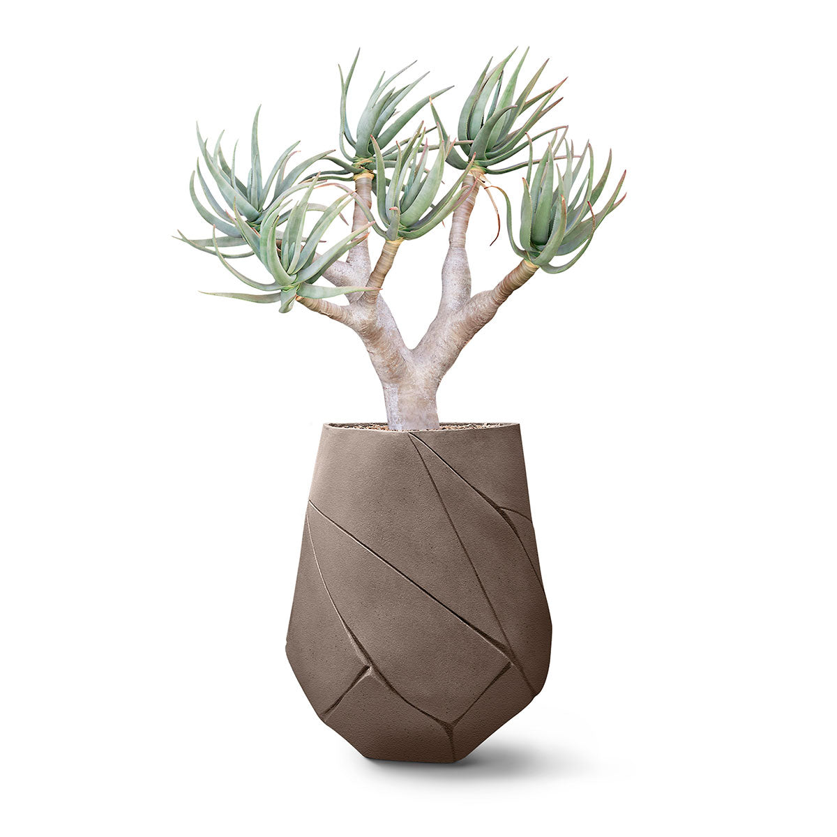 Bhaca Planter