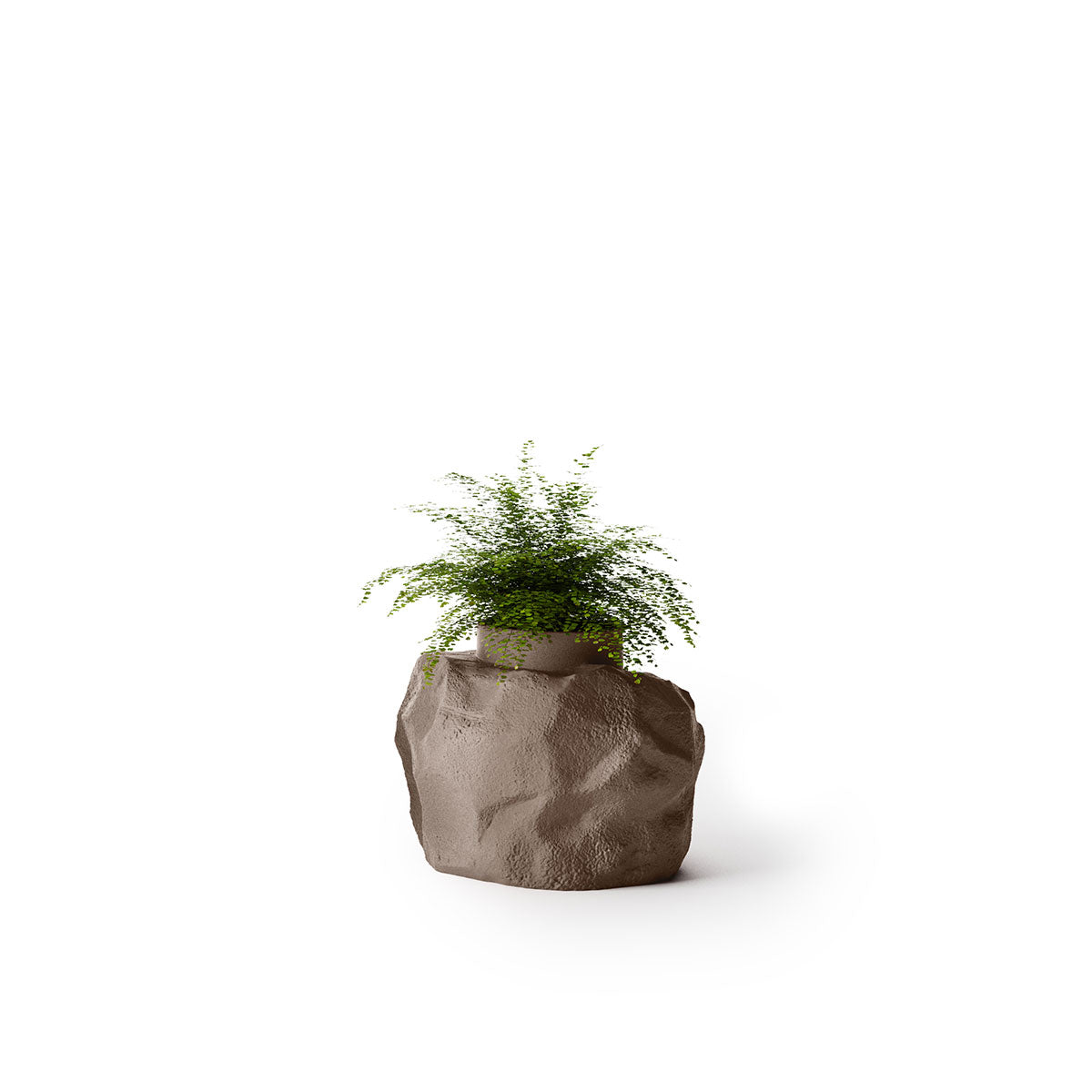 Indigenus_Petra_Mushroom_Small.jpg