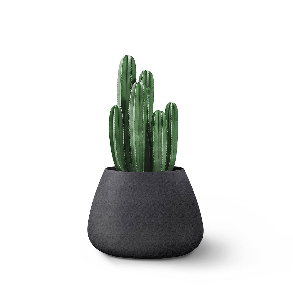 Indigenus_Tuber_Black_Small_7a6552d8-a02b-4a72-bcf4-960cba388ee1.jpg