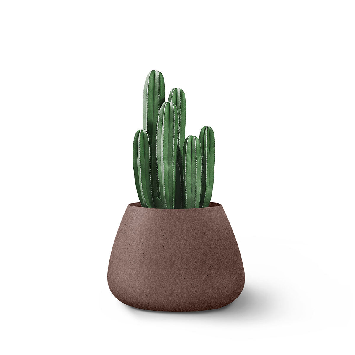 Indigenus_Tuber_Brown_Small_da3bae5c-7bba-43c2-b23c-9c7987bdad11.jpg