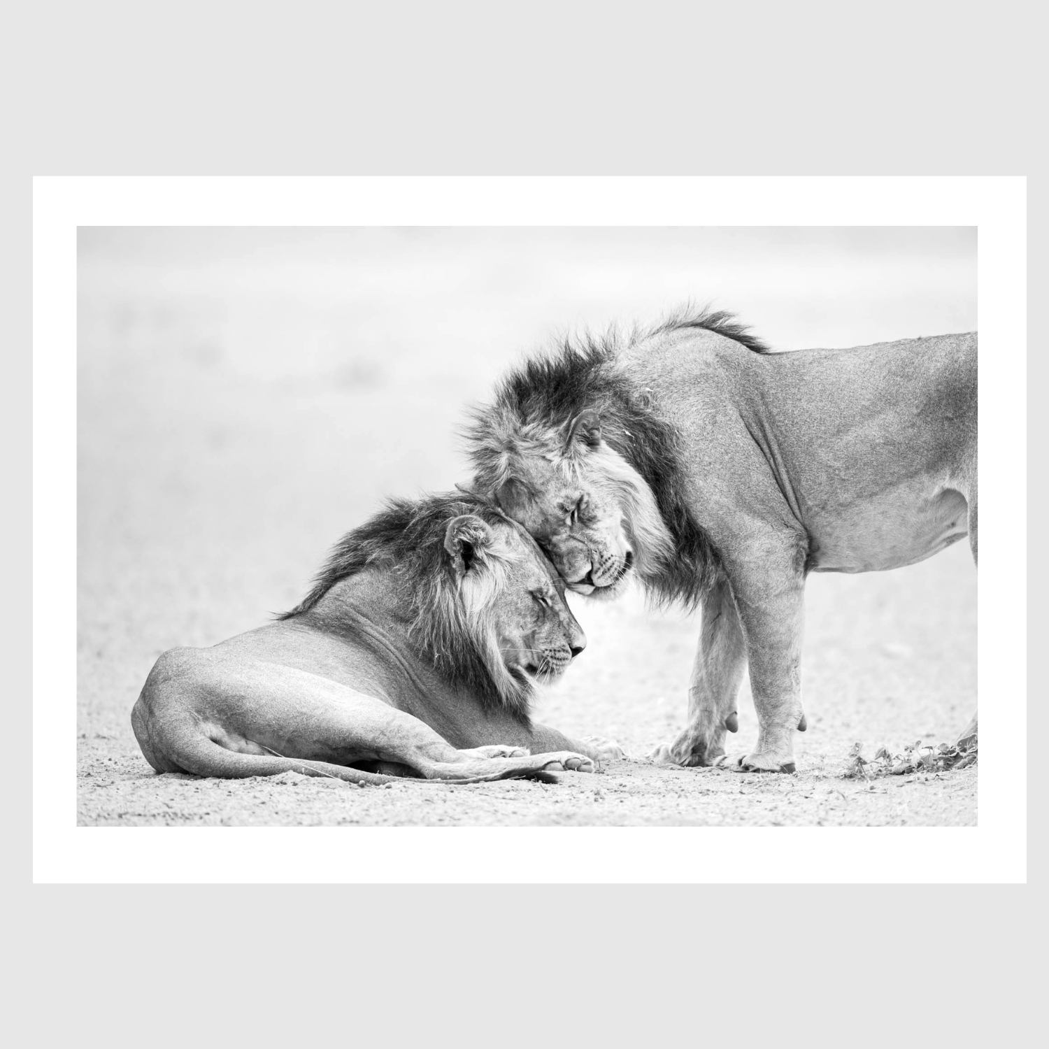 Loving_Lions_landscape_.png