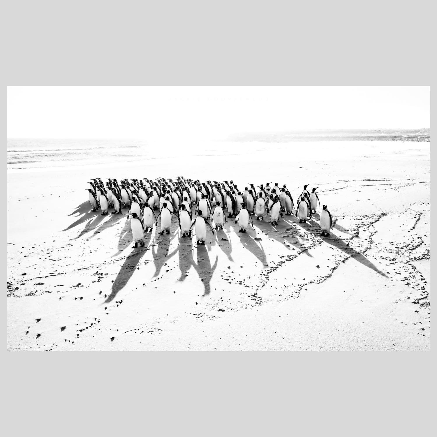 Penguins_Shadows.png