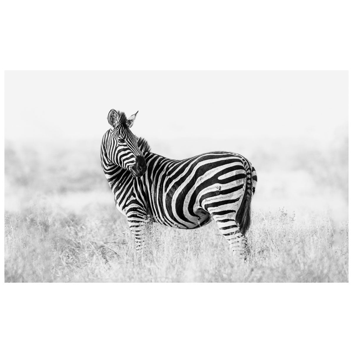 Simply_20Zebra.jpg