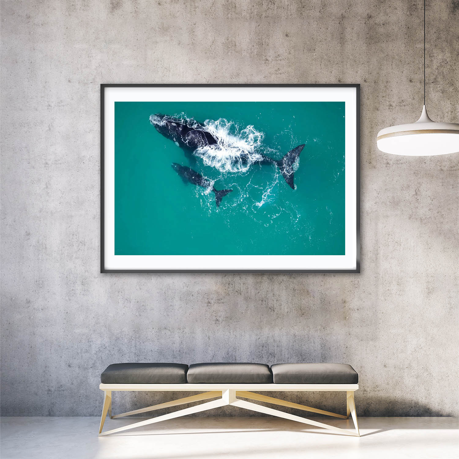 Southern Right Whale