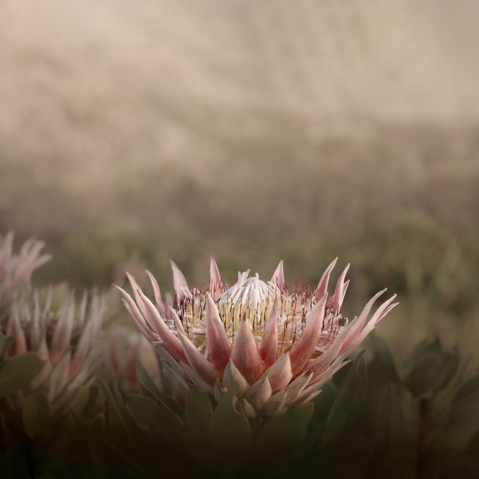 Wild King Protea Wallpaper