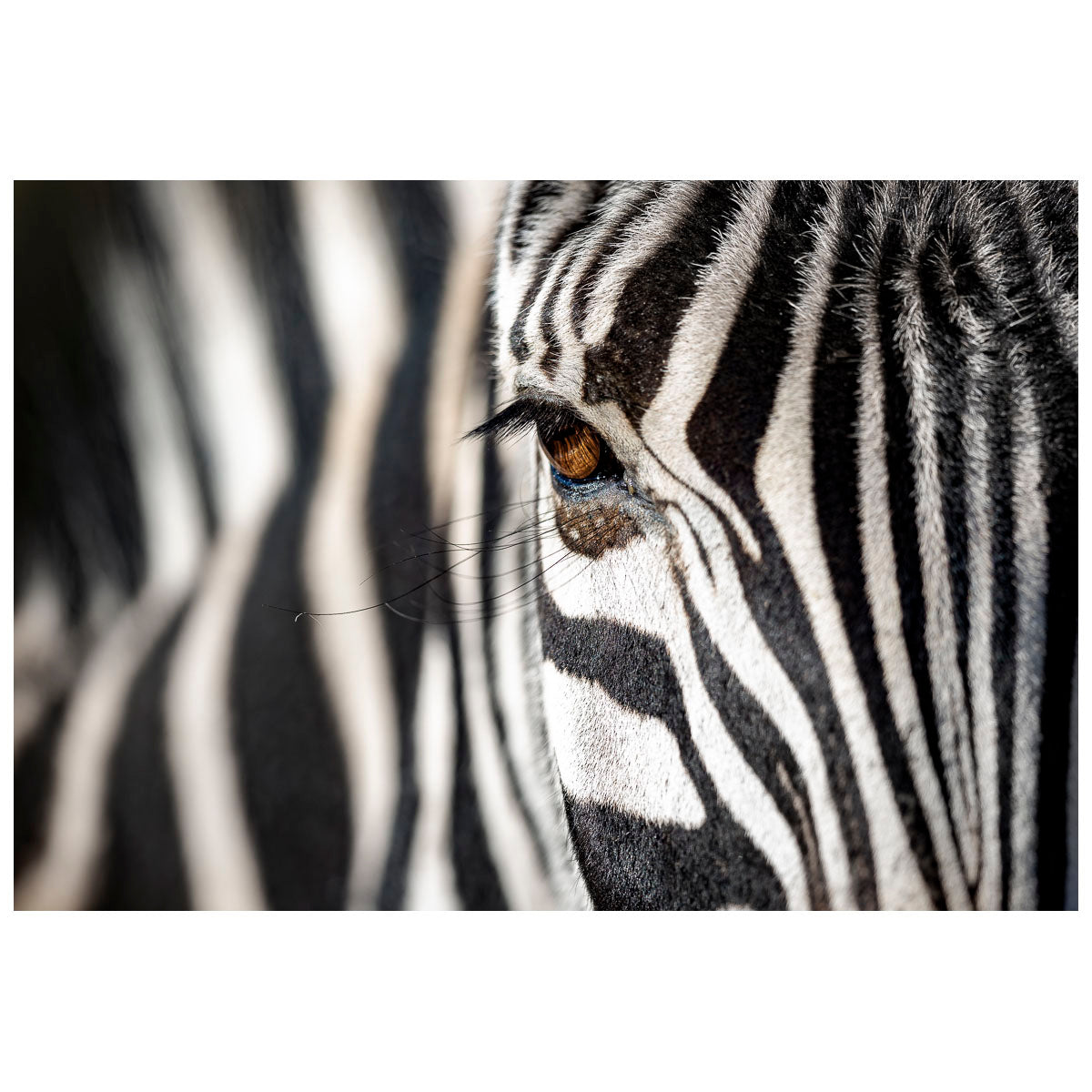 Zebra_20Eye_bde2ef37-e6ac-4041-b44a-b46f64ce9762.jpg