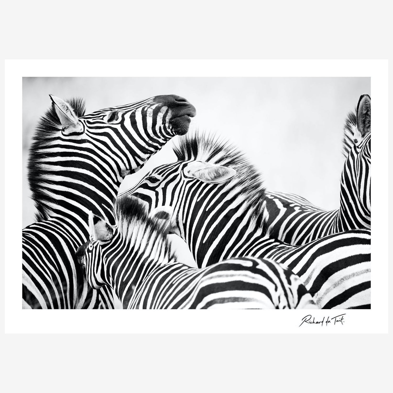 insitu-zebra.jpg