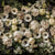 A-Queens-Bouquet-Flat-image.jpg