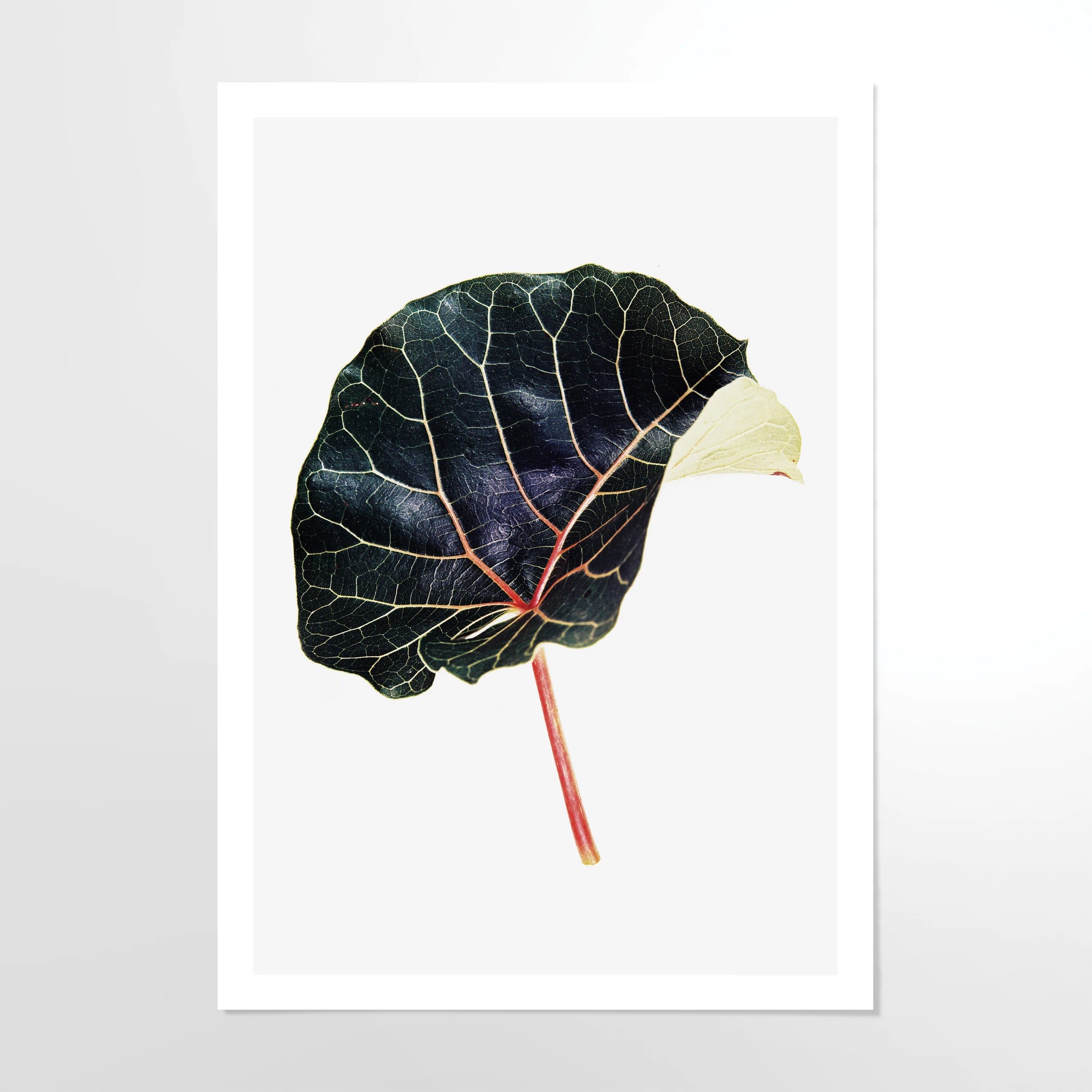 Abutilifolia-_2.jpg