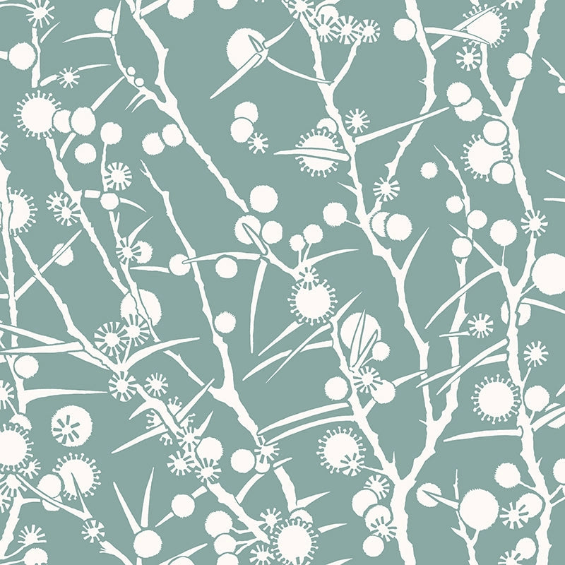 Acacia-blue-sage-on-white-Flat-Image.webp