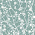 Acacia-blue-sage-on-white-Flat-Image.webp