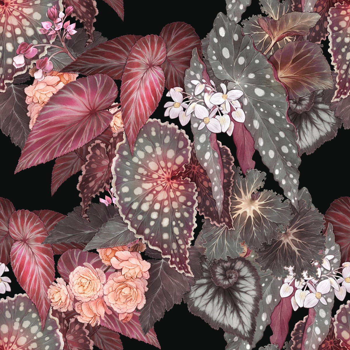 Begonia – Night Wallpaper
