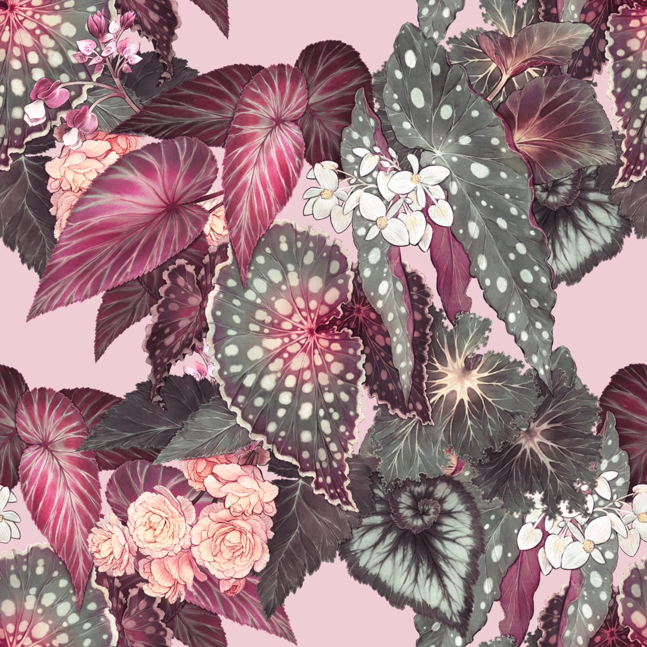 Begonia – Rose Wallpaper