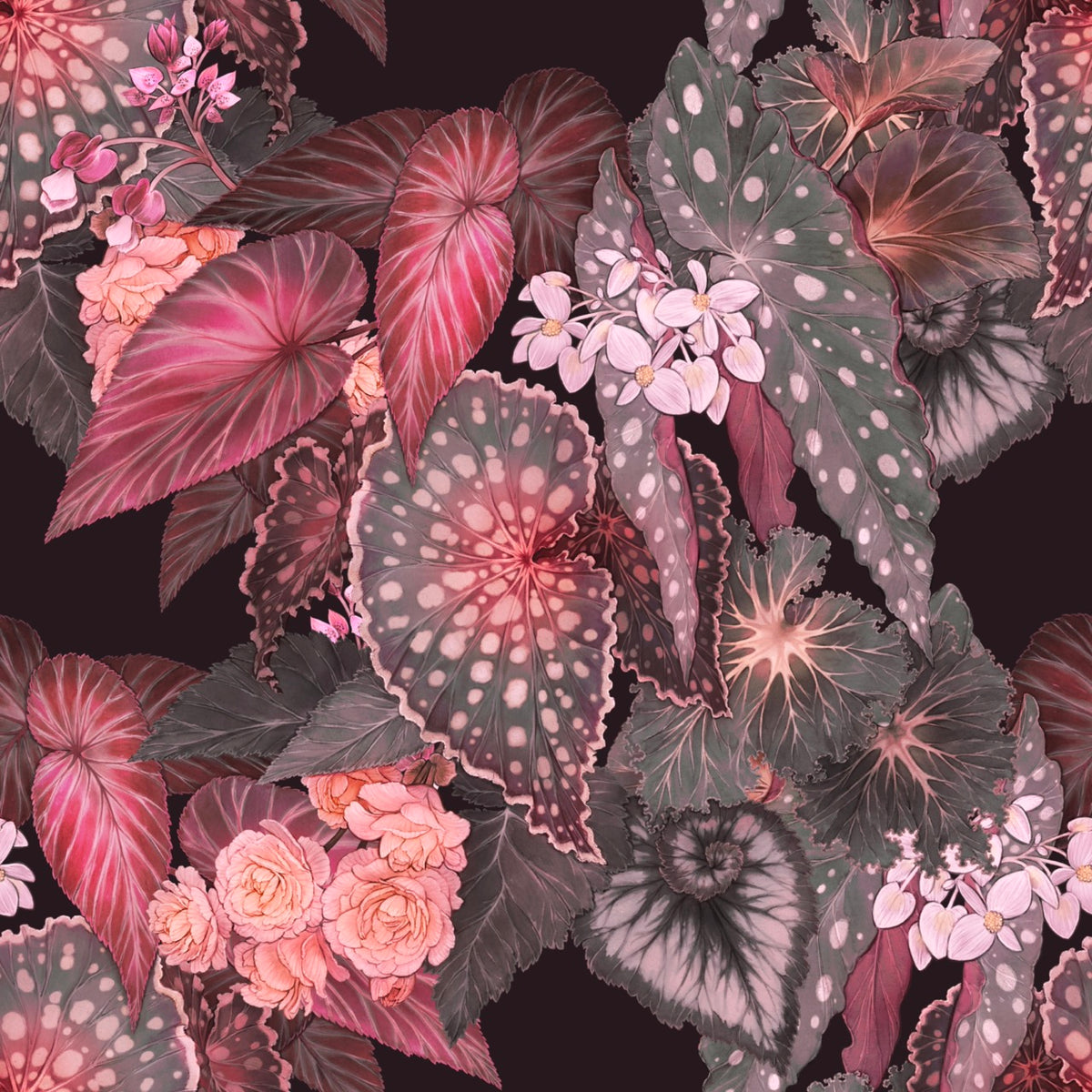 Begonia – Sunrise Wallpaper
