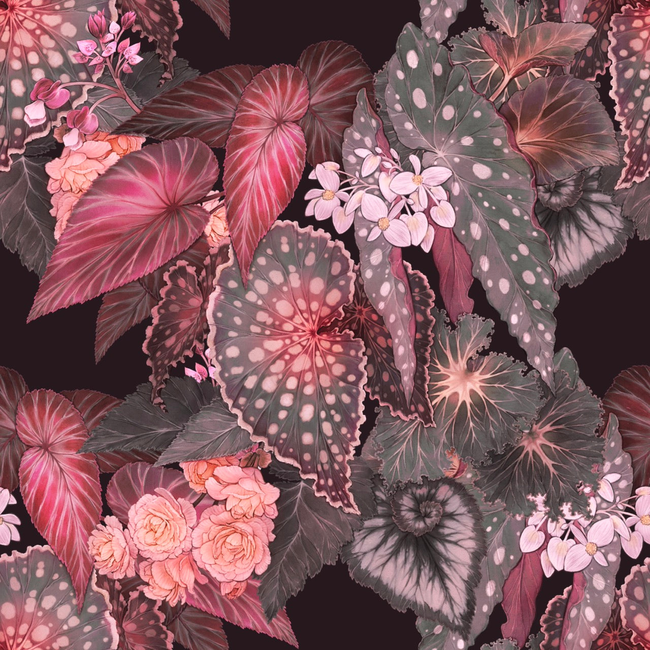 Begonia – Sunrise Wallpaper