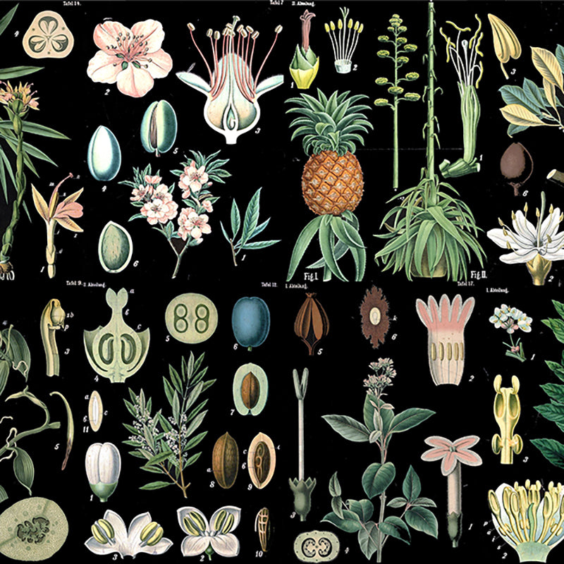 Black Botany Wallpaper