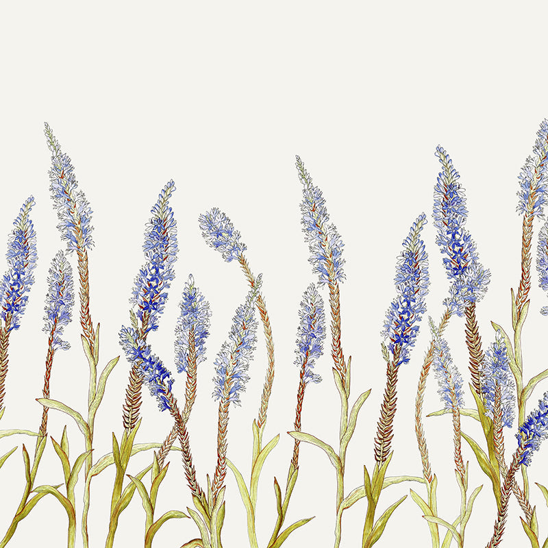 Blouberg Pypies – A Miniature Marvel of the Overberg by CoralBloom.jpg