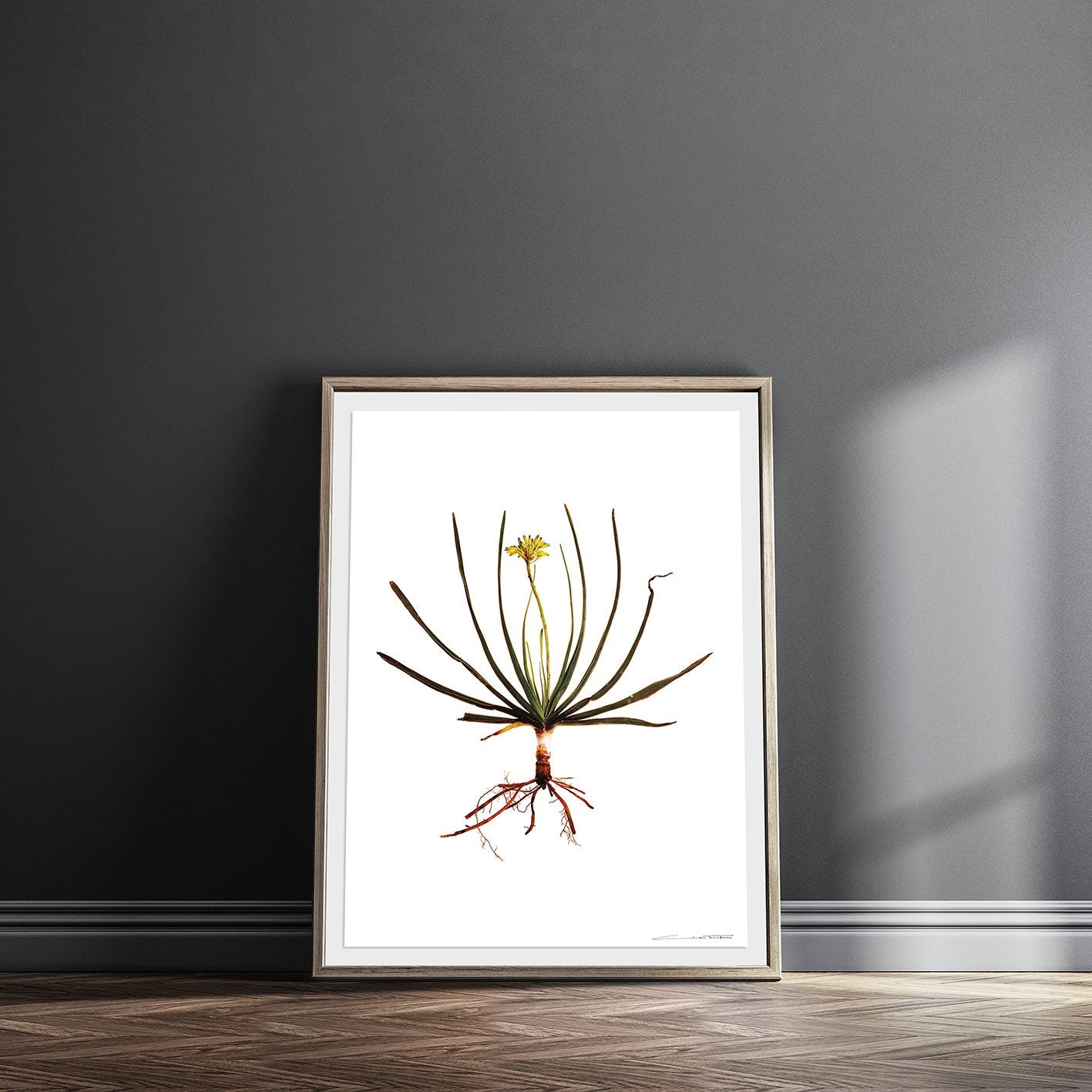 b1563a78ec59337587f6ab6397699afc%2FCB WP 05 Krausii.jpg