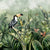 Cloud-Forest-800.jpg