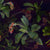 Cotyledon-Orbiculata-by-Louisa-Gerryts.webp