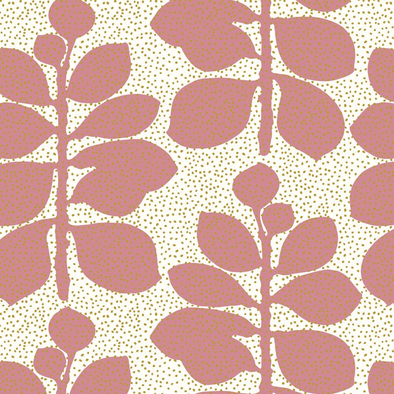 Crassula3.jpg
