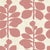 Crassula3.jpg