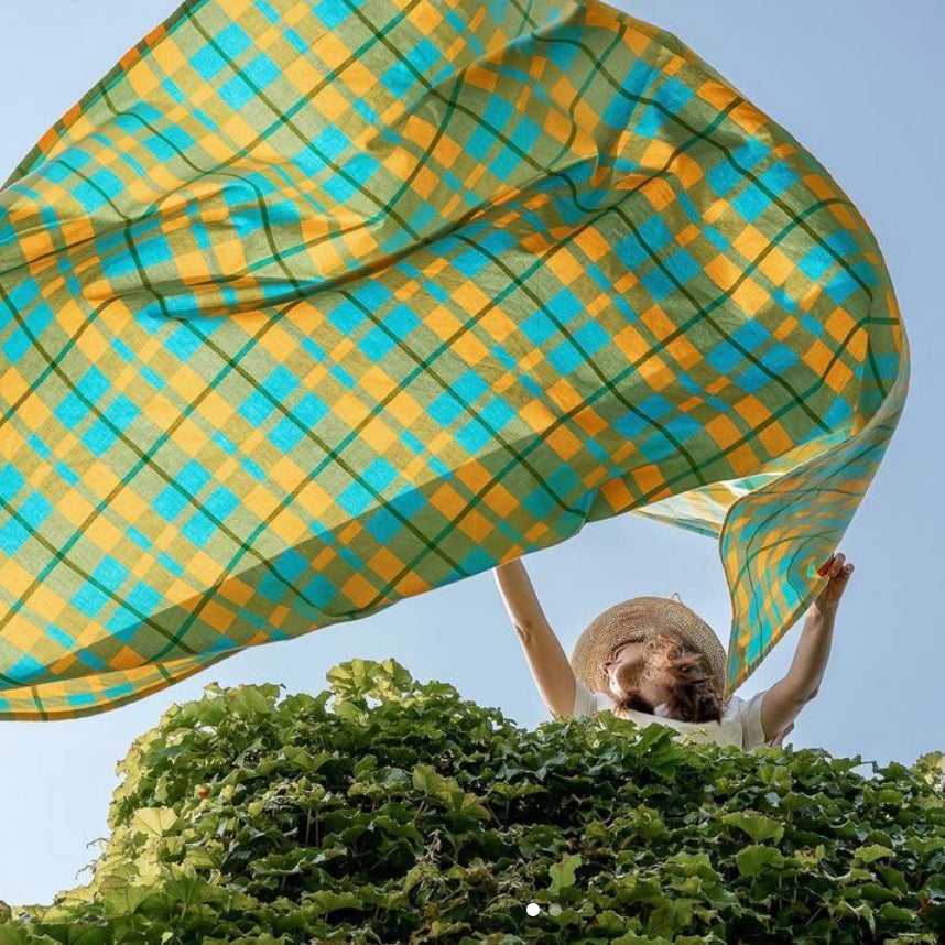 Croton yellow against sky.jpg