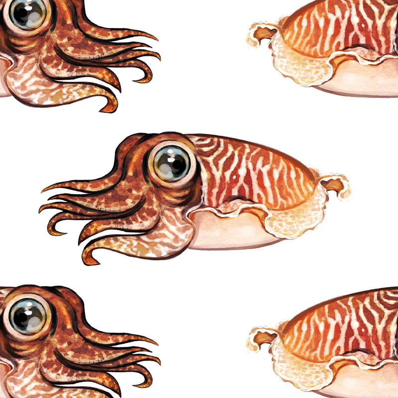Cuttlefish – White Wallpaper