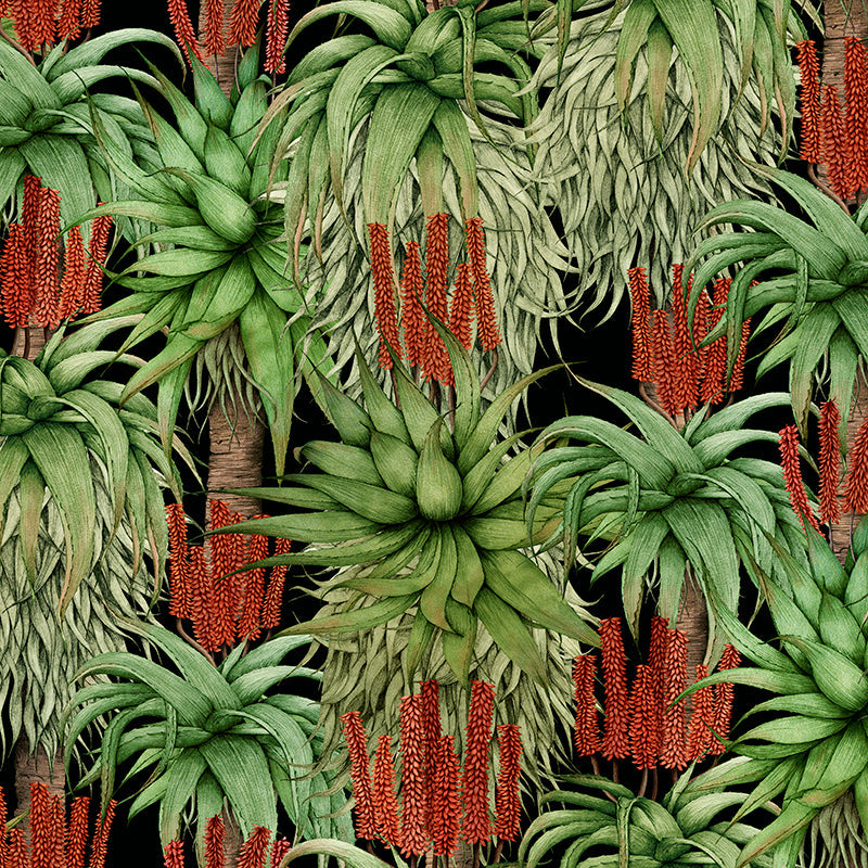 Dancing-Aloes-Natural.jpg