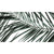 Driftpalm.jpg