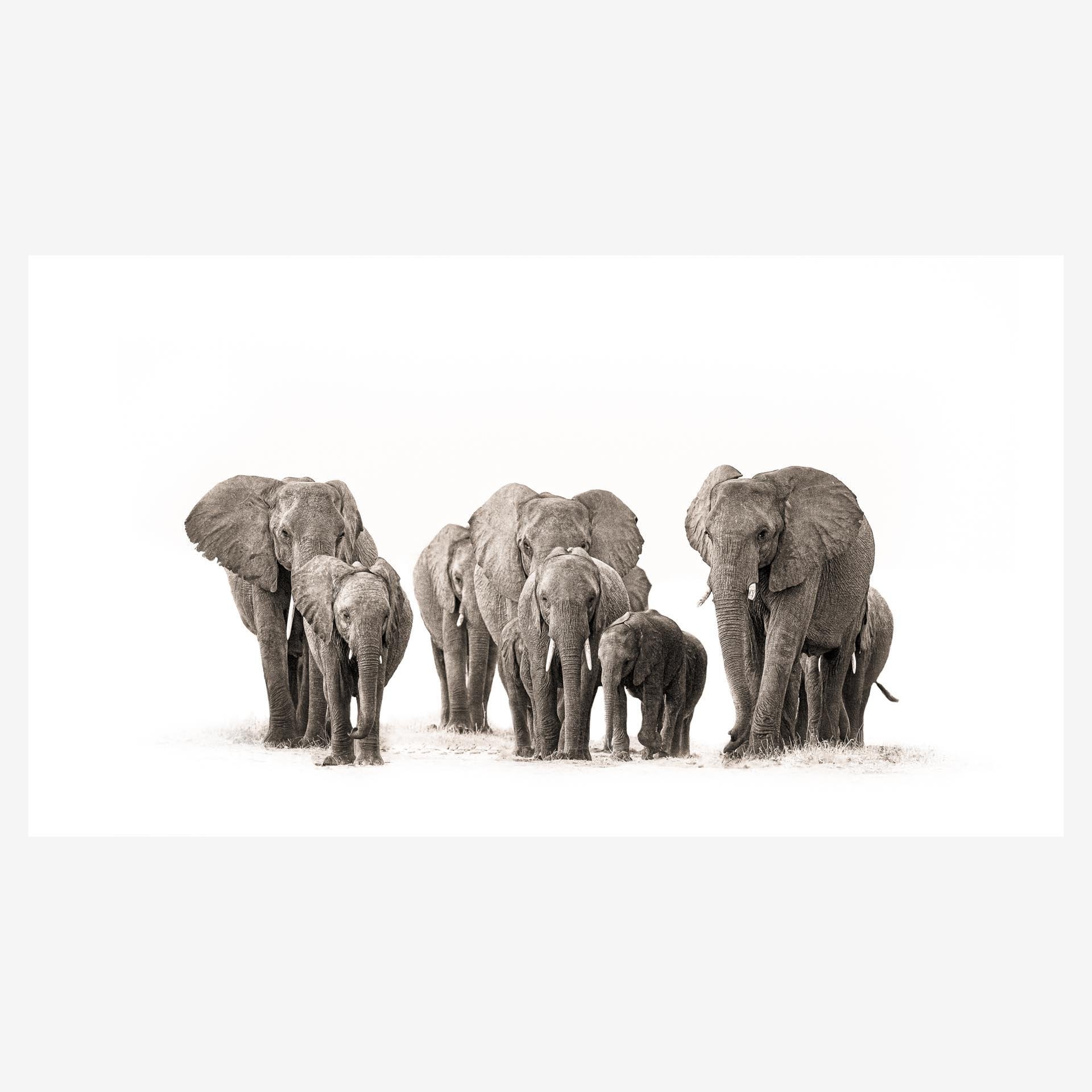ElephantHerdnew_f5301ee3-77be-4585-bcc6-d5675d7329af.jpg