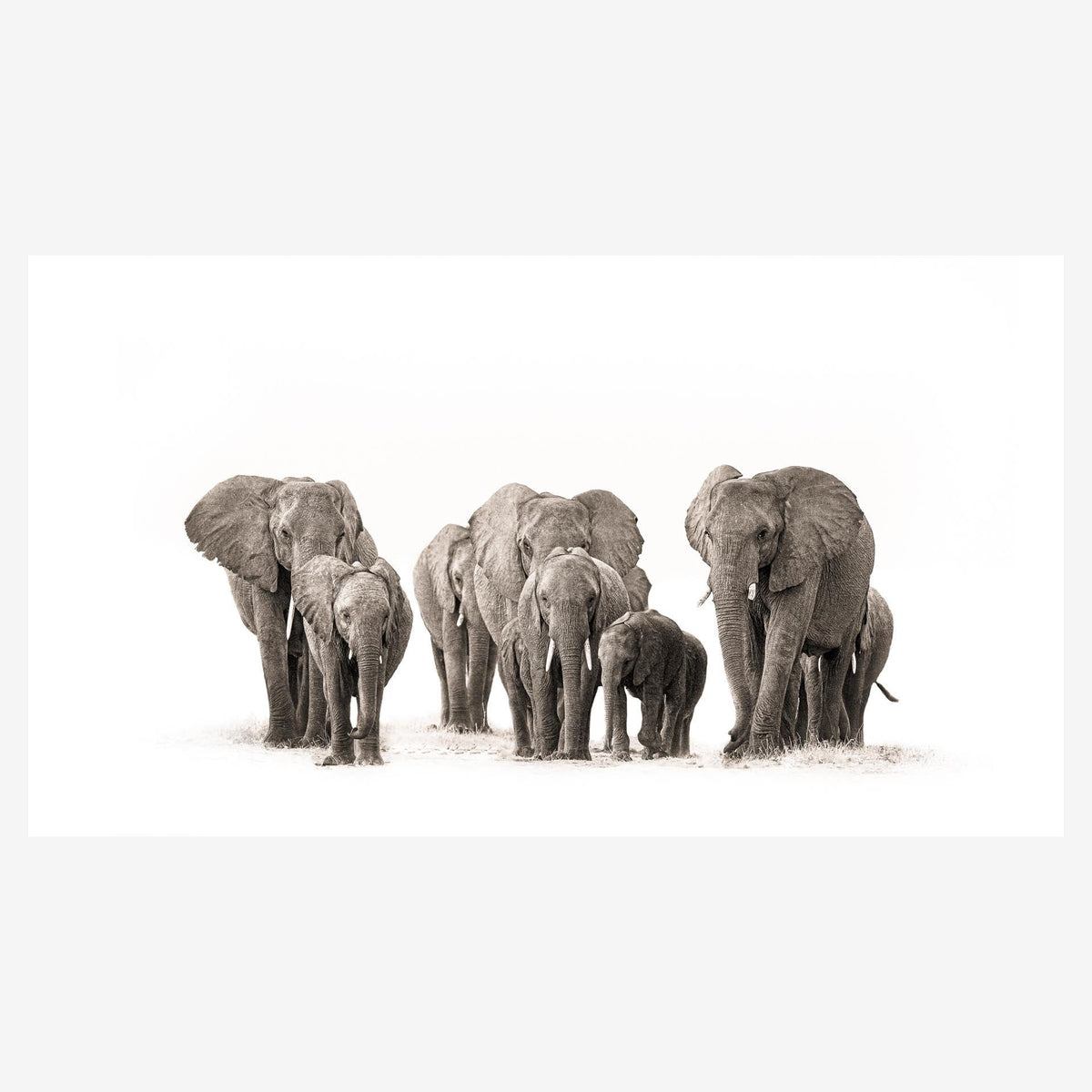ElephantHerdnew_f5301ee3-77be-4585-bcc6-d5675d7329af.jpg