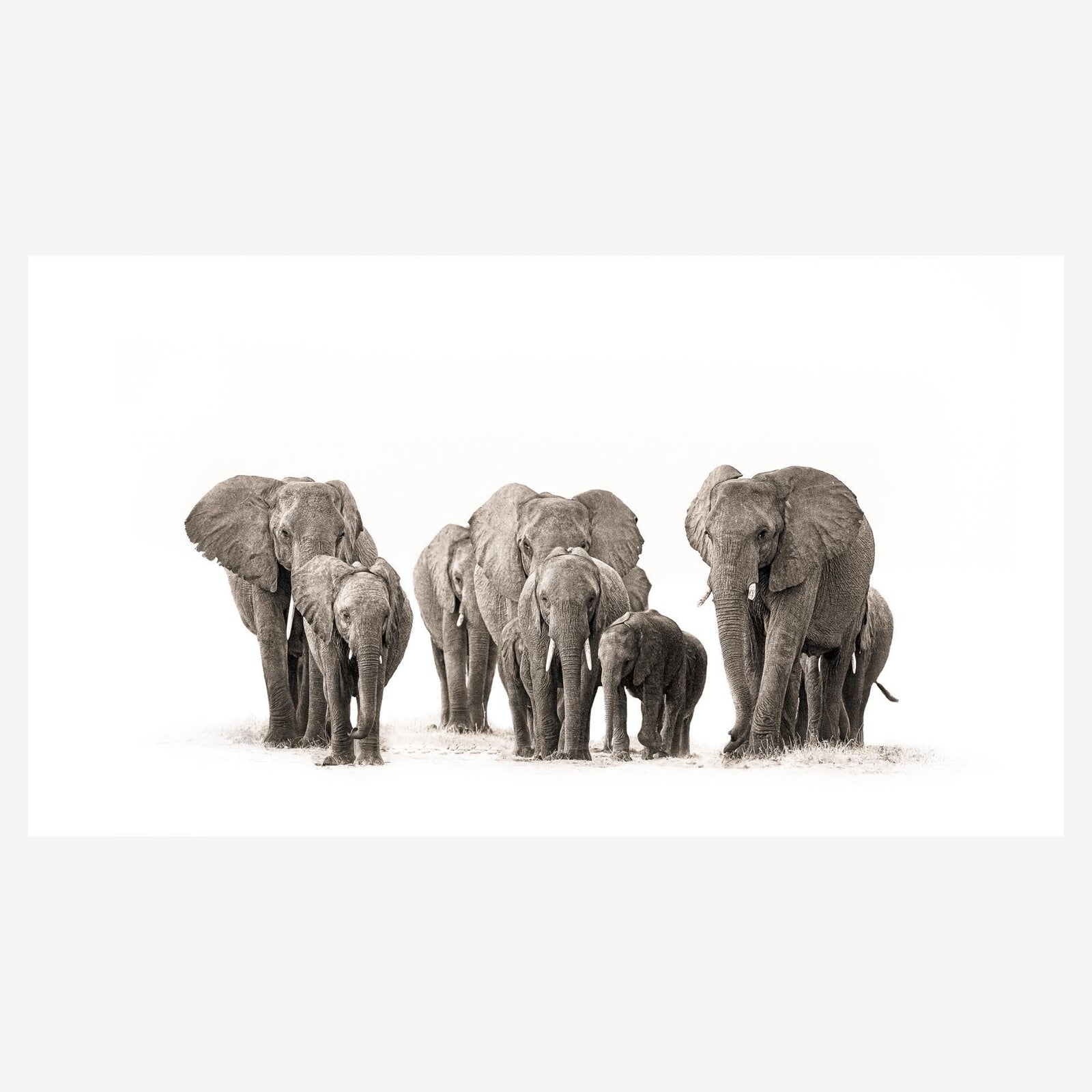 Elephant Herd copy.jpg