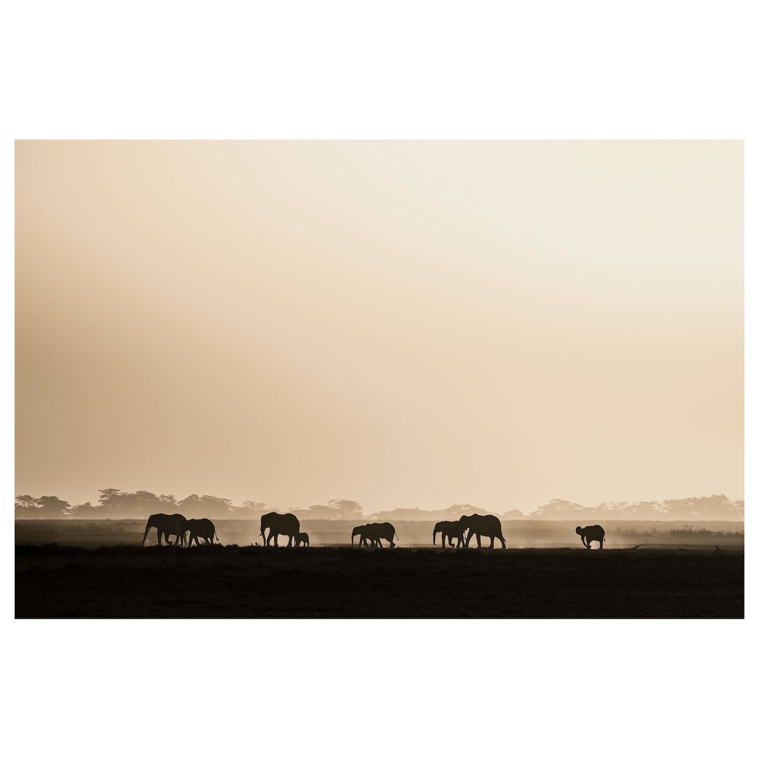 ElephantPorocessionNEW_2163948f-d9f4-4371-b34d-96e703c4e1ee.jpg