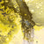 Exotica_yellow_800x800_5e10891c-24b9-4597-8352-45419fb268f2.jpg