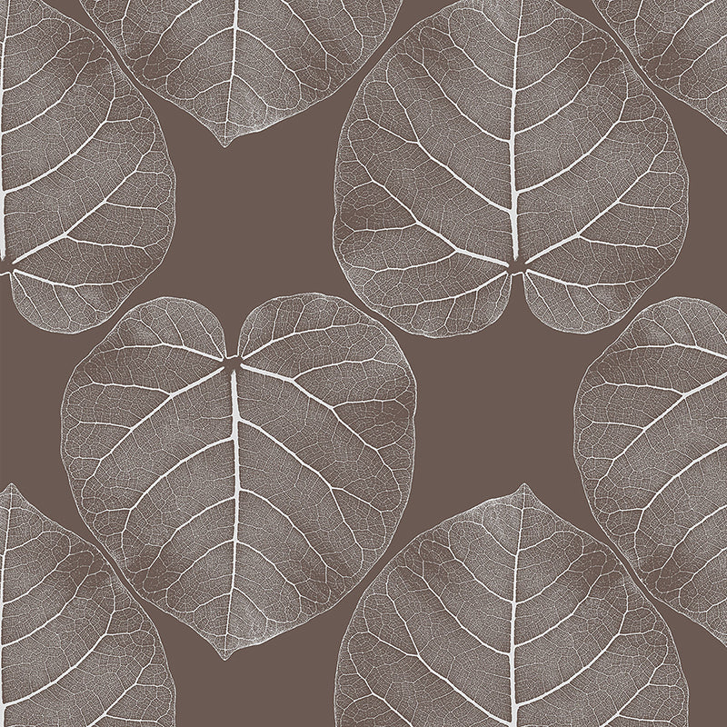 FICUS-African-mud.jpg