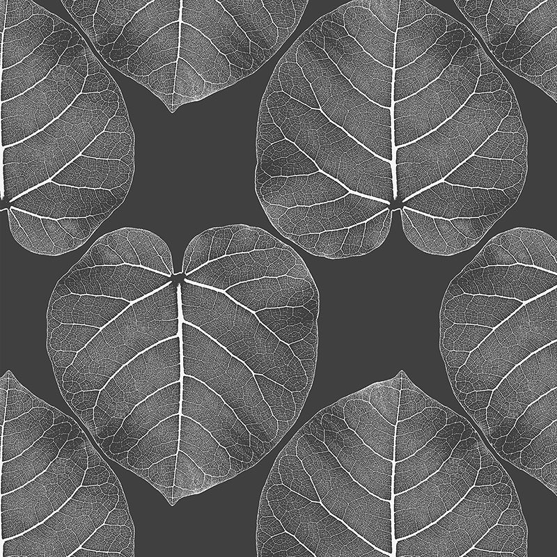 FICUS-Atmosphere.jpg