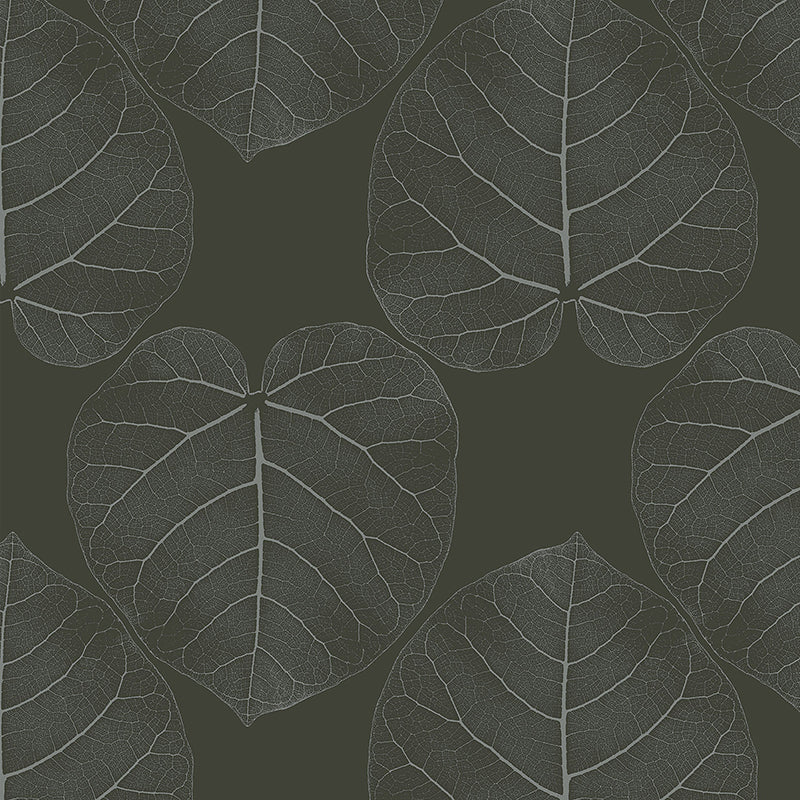 FICUS-Chocolate-Dream.jpg