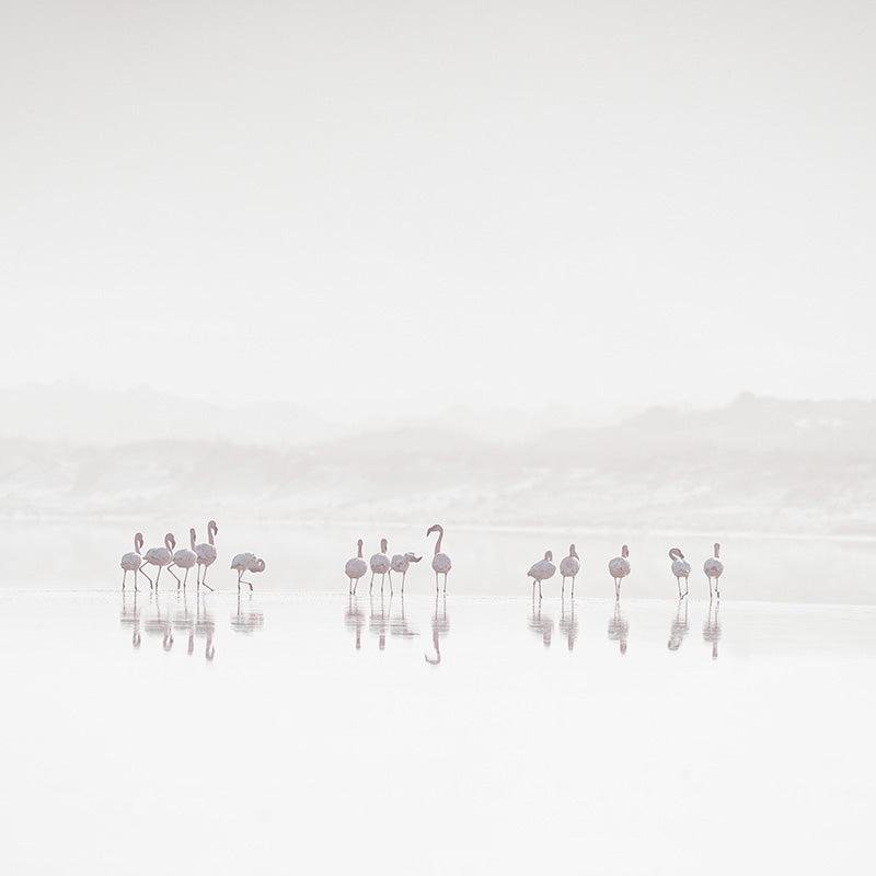 Flamingoes in the mist Wallpaper