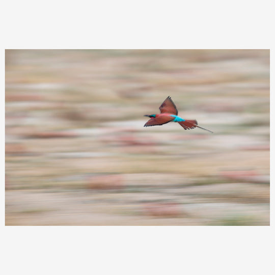 Flight.jpg