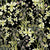 Fynbos-Blooms-_-Moraea-and-Chamomile-by-CoralBloom.jpg