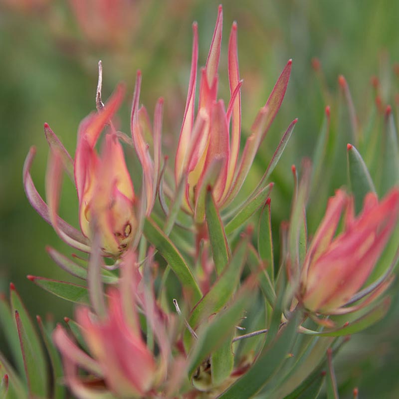 Fynbos Flare Wallpaper